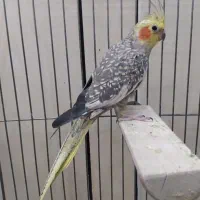 عروس هلندی ماده