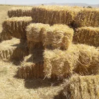 پرس گندم وپرس علف زعفران وجو