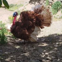 جوجه بوقلمون
