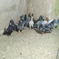 کفتر پلاکی