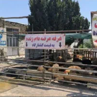 گوسفند به شرط چاق و چله بودن مورد پسند مشتری