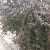 فروش باغ سه راه نچی