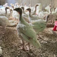 جوجه بوقلمون بیوتی ۴۰ روزه