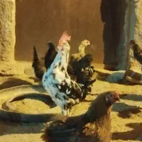 سلام خروس و تخم مرغ نوق