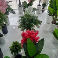 واردات وپخش انواع درختچه های مصنوعی