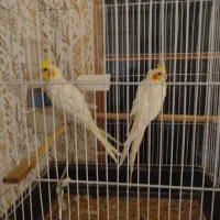 عروس هلندی سرحال