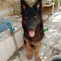 سگ ژرمن شپرد شولاین اصل