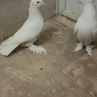 سفید تزیینی کاکل پا پر مهر