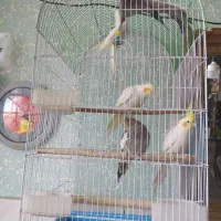 عروس هلندی