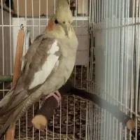 عروس هلندی ماده