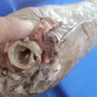 اشپز برا کله پزی می‌خوام طباخ