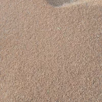 گندم بکراس