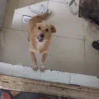 سگ پاپی