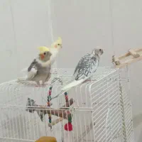 یه نرو ماده با جوجه