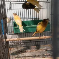 قناری ماده وجوجه