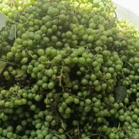 غوره تازه