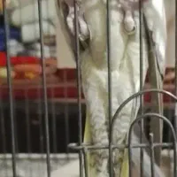 دو عدد عروس هلندی نر و ماده