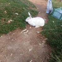 خرگوش