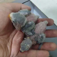 جوجه کوتوله