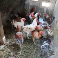 نیمچه خروس گلین