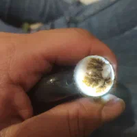 معاوضه با پرنده