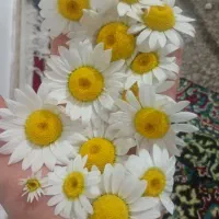 بابونه کوهی و بومادران