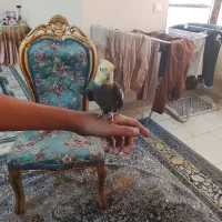 یک جفت عروس هلندی دستی