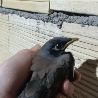 جوجه مینا