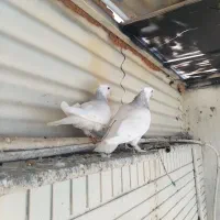 طوق آبی نر و ماده