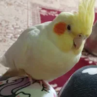 عروس هلندی سالم و سرحال