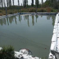 باغ انگور ایستاده