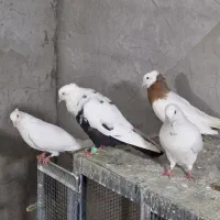 چند عدد رنگی