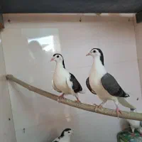 جوجه دمگیر