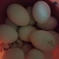 تخم غاز تازه