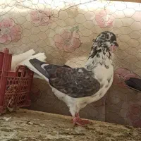 کبوتر نقش