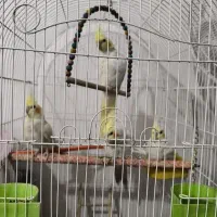 فروش عروس هلندی