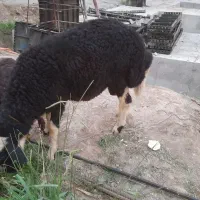 نر بره چاق