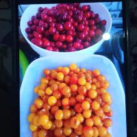 لواشک آلوچه جنگلی هم خود آلوچه برای فروش داریم