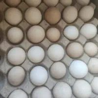 تخم مرغ محلی تازه