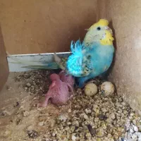 فروش جفت مرغ عشق پروانه ای