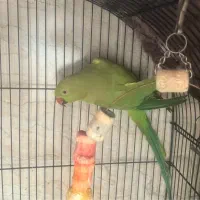 ماده ملنگو ۲ ساله تخم گذاشته