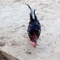 ۳ تا خروس گلین