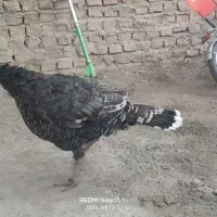 مرغ بوقلمو