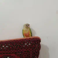 طوطی گرینچیک