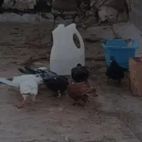 کبوتر