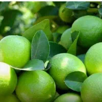 فروش لیمووگندم