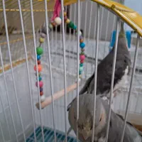 فروش|پرنده|تهران, جی|دیوار