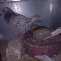 کبوتر پرنده