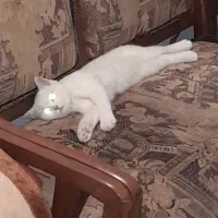 گربه بریتیش