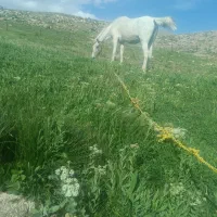اسب نیله مگسی دره شوری خالص